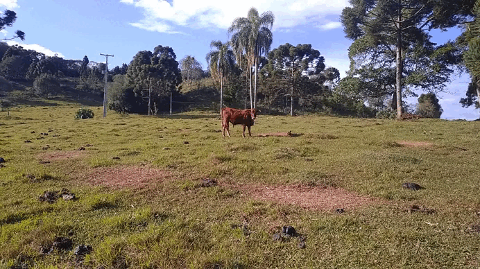 GIF 1